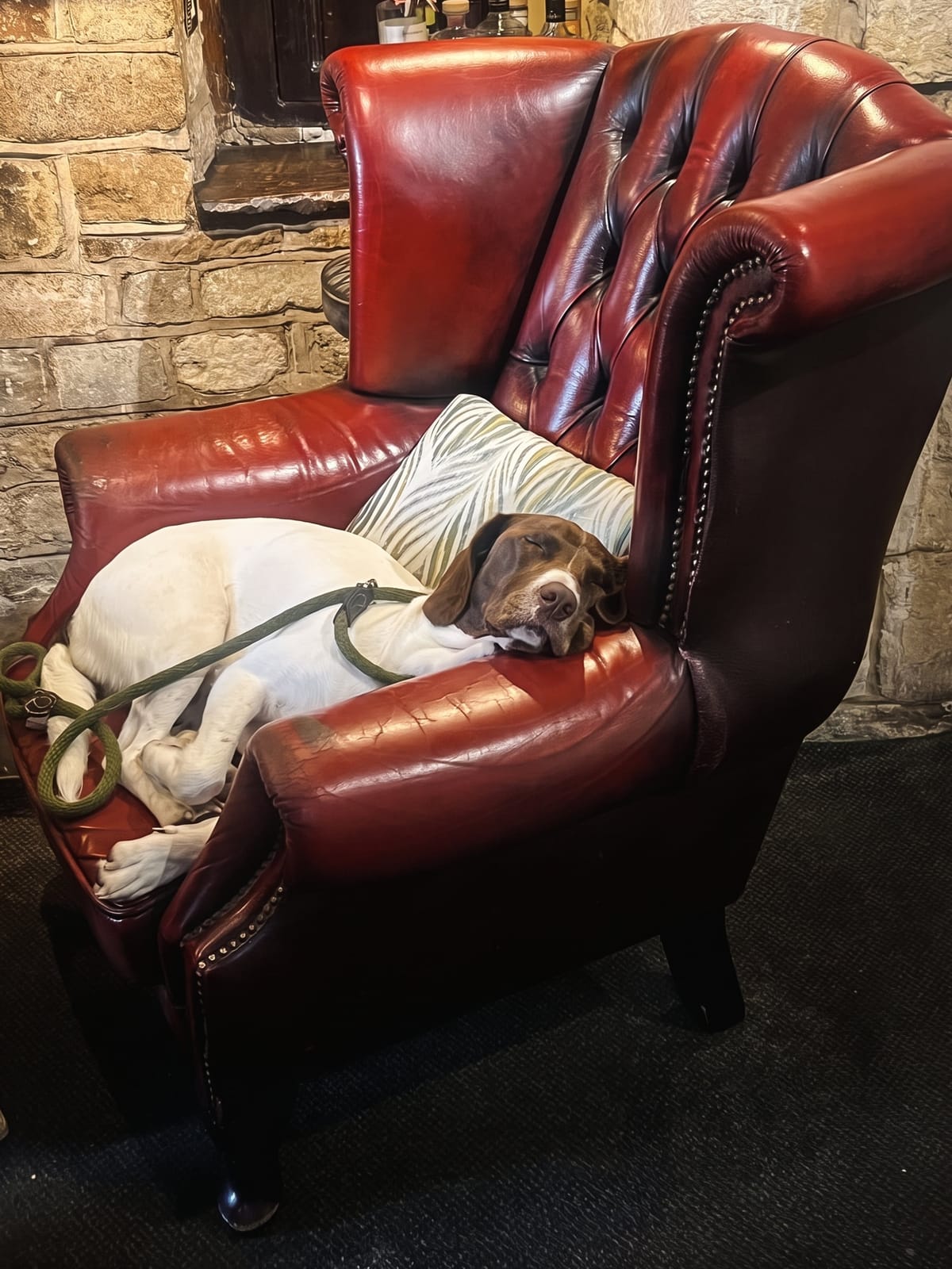 A dog asleep in a red leather armchair in the bar